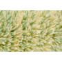 Alfa Polyamidwalze GREEN 25cm - Fassadenwalze